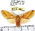  (Symphlebia lophocampoides - MILA 0821)  @14 [ ] Copyright (2010) Unspecified Research Collection of Michel Laguerre