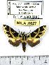  ( - MILA 0827)  @14 [ ] Copyright (2010) Unspecified Research Collection of Michel Laguerre