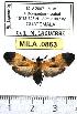  (Correbidia sp. 1-ML - MILA 0863)  @13 [ ] Copyright (2010) Unspecified Research Collection of Michel Laguerre
