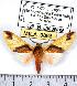  (Symphlebia palmeri - MILA 0866)  @14 [ ] Copyright (2010) Unspecified Research Collection of Michel Laguerre
