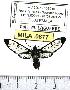  (Xanthyda xanthosticta - MILA 0877)  @14 [ ] Copyright (2010) Unspecified Research Collection of Michel Laguerre