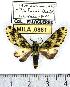  ( - MILA 0881)  @11 [ ] Copyright (2010) Unspecified Research Collection of Michel Laguerre