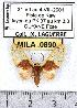  (Symphlebia rufobasalis - MILA 0890)  @11 [ ] Copyright (2010) Unspecified Research Collection of Michel Laguerre