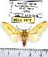  (Symphlebia citrarius - MILA 0917)  @14 [ ] Copyright (2010) Unspecified Research Collection of Michel Laguerre