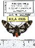  (Heliura rhodophila - MILA 0936)  @14 [ ] Copyright (2010) Unspecified Research Collection of Michel Laguerre