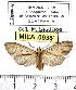 ( - MILA 0938)  @12 [ ] Copyright (2010) Unspecified Research Collection of Michel Laguerre
