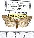  ( - MILA 0947)  @13 [ ] Copyright (2010) Unspecified Research Collection of Michel Laguerre