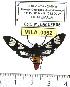  (Phoenicoprocta mexicana - MILA 0962)  @14 [ ] Copyright (2010) Unspecified Research Collection of Michel Laguerre