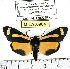  (Gnophaela cathetozosta - MILA 0964)  @14 [ ] Copyright (2010) Unspecified Research Collection of Michel Laguerre