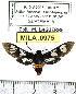  ( - MILA 0975)  @13 [ ] Copyright (2010) Unspecified Research Collection of Michel Laguerre