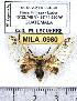  ( - MILA 0980)  @13 [ ] Copyright (2010) Unspecified Research Collection of Michel Laguerre