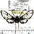  ( - MILA 0986)  @12 [ ] Copyright (2010) Unspecified Research Collection of Michel Laguerre