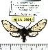  (Cosmosoma georginas - MILA 0994)  @14 [ ] Copyright (2010) Unspecified Research Collection of Michel Laguerre