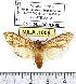  (Leucanopsis sp. 1-ML2 - MILA 1009)  @14 [ ] Copyright (2010) Unspecified Research Collection of Michel Laguerre