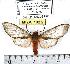  (Pseudohemihyalea variabilis - MILA 1023)  @13 [ ] Copyright (2010) Unspecified Research Collection of Michel Laguerre