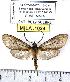  (Calidota obscurator - MILA 1024)  @14 [ ] Copyright (2010) Unspecified Research Collection of Michel Laguerre