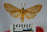  (Elysius phantasma - BEVI0886)  @14 [ ] Copyright (2010) Unspecified The Research Collection of Benoit Vincent