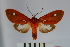 (Hyperthaema sp. 1 - BEVI0914)  @14 [ ] Copyright (2010) Unspecified The Research Collection of Benoit Vincent