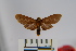  ( - BEVI0931)  @13 [ ] Copyright (2010) Unspecified The Research Collection of Benoit Vincent