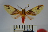  ( - BEVI0990)  @14 [ ] Copyright (2010) Unspecified The Research Collection of Benoit Vincent