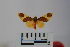  (Trichromia sp. 6 - BEVI1078)  @13 [ ] Copyright (2010) Unspecified The Research Collection of Benoit Vincent