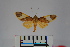  (Trichromia metaxantha - BEVI1096)  @13 [ ] Copyright (2010) Unspecified The Research Collection of Benoit Vincent