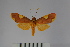  (Trichromia brueckneri - BEVI1099)  @13 [ ] Copyright (2010) Unspecified The Research Collection of Benoit Vincent