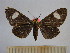  (Calodesma collaris - BEVI1180)  @13 [ ] No Rights Reserved (2010) Benoit Vincent Research Collection of Benoit Vincent