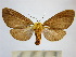  (Stenognatha cinda - BEVI1203)  @14 [ ] No Rights Reserved (2010) Benoit Vincent Research Collection of Benoit Vincent