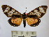  (Dysschema nigrivenata - BEVI1274)  @14 [ ] No Rights Reserved (2010) Benoit Vincent Research Institution of Benoit Vincent