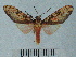  (Cresera ilioides - BEVI1286)  @14 [ ] No Rights Reserved (2010) Benoit Vincent Research Institution of Benoit Vincent