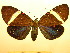  (Eucyane monzoni - BEVI1305)  @14 [ ] No Rights Reserved (2010) Benoit Vincent Research Institution of Benoit Vincent