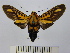  (Ormetica gerhilda - BEVI1356)  @14 [ ] No Rights Reserved (2010) Benoit Vincent Research Collection of Benoit Vincent