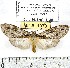  (Calidota phryganoides - MILA 1070)  @14 [ ] Copyright (2010) Unspecified The Research Collection of Michel Laguerre