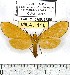  (Pteroodes - MILA 1111)  @14 [ ] Copyright (2010) Unspecified The Research Collection of Michel Laguerre