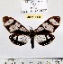  (Dysschema moseroides - MILA 1146)  @14 [ ] Copyright (2010) Unspecified The Research Collection of Michel Laguerre