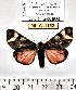  (Dysschema hilarina - MILA 1152)  @14 [ ] Copyright (2010) Unspecified The Research Collection of Michel Laguerre