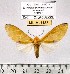  (Symphlebia erratum - MILA 1158)  @14 [ ] Copyright (2010) Unspecified The Research Collection of Michel Laguerre