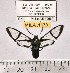  ( - MILA 1170)  @11 [ ] Copyright (2010) Unspecified The Research Collection of Michel Laguerre