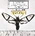  (Nyridela xanthocera - MILA 1186)  @13 [ ] Copyright (2010) Unspecified The Research Collection of Michel Laguerre