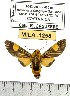  ( - MILA 1258)  @11 [ ] Copyright (2010) Michel Laguerre Research Collection of Michel Laguerre
