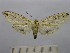  (Leucanopsis apicepunctata - BEVI1503)  @14 [ ] No Rights Reserved (2012) Benoit Vincent Research Collection of Benoit Vincent