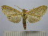  (Leucanopsis taperana - BEVI1513)  @14 [ ] No Rights Reserved (2012) Benoit Vincent Research Collection of Benoit Vincent