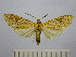  (Leucanopsis boliviana - BEVI1515)  @14 [ ] No Rights Reserved (2012) Benoit Vincent Research Collection of Benoit Vincent