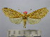  (Leucanopsis sp. 13 - BEVI1517)  @13 [ ] No Rights Reserved (2012) Benoit Vincent Research Collection of Benoit Vincent