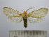  (Leucanopsis sp. 14 - BEVI1518)  @13 [ ] No Rights Reserved (2012) Benoit Vincent Research Collection of Benoit Vincent
