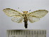  (Leucanopsis dallipa - BEVI1519)  @13 [ ] No Rights Reserved (2012) Benoit Vincent Research Collection of Benoit Vincent