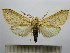  (Leucanopsis huacina - BEVI1529)  @13 [ ] No Rights Reserved (2012) Benoit Vincent Research Collection of Benoit Vincent
