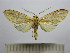  (Leucanopsis sp. 16 - BEVI1533)  @14 [ ] No Rights Reserved (2012) Benoit Vincent Research Collection of Benoit Vincent