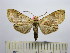 (Leucanopsis sp. 17 - BEVI1545)  @13 [ ] No Rights Reserved (2012) Benoit Vincent Research Collection of Benoit Vincent
